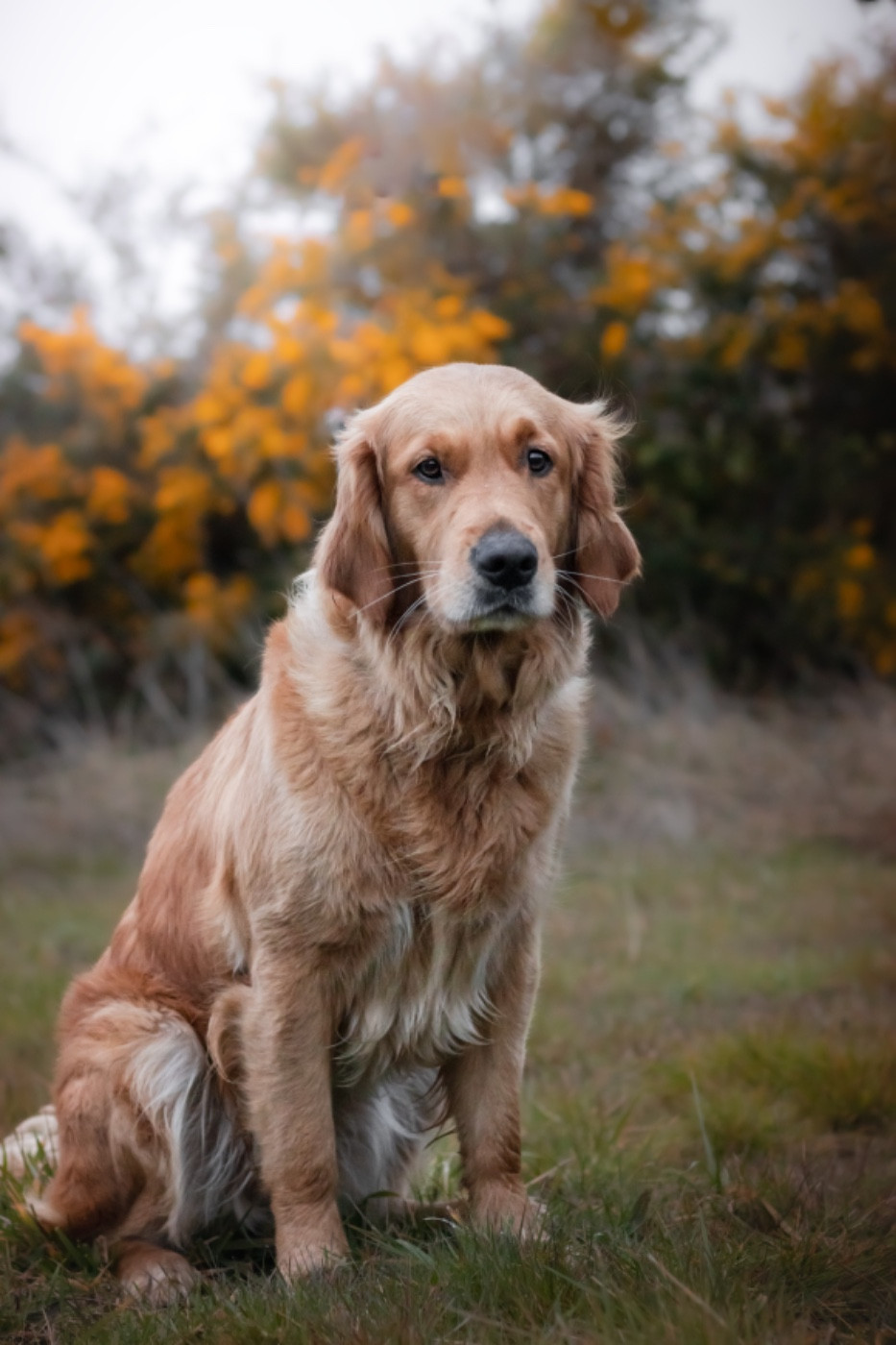 Ulao De La Vallée Des Golden D'Or