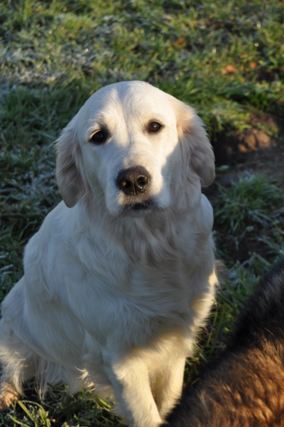 Victoire Du Domaine Du Goldheur