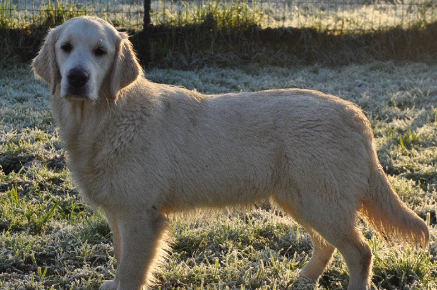 After night Du Domaine Du Goldheur