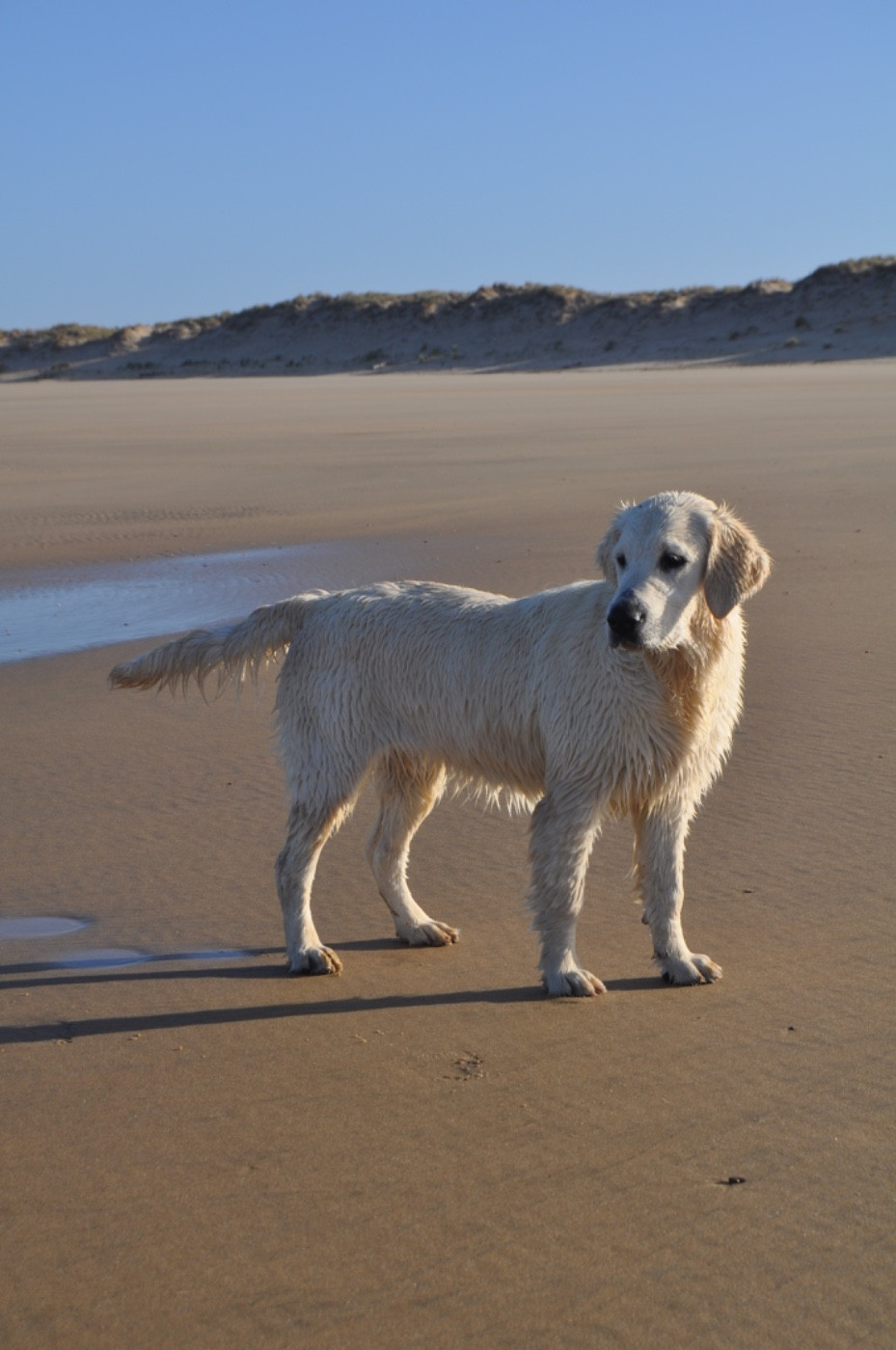 Aura tu peur Du Domaine Du Goldheur
