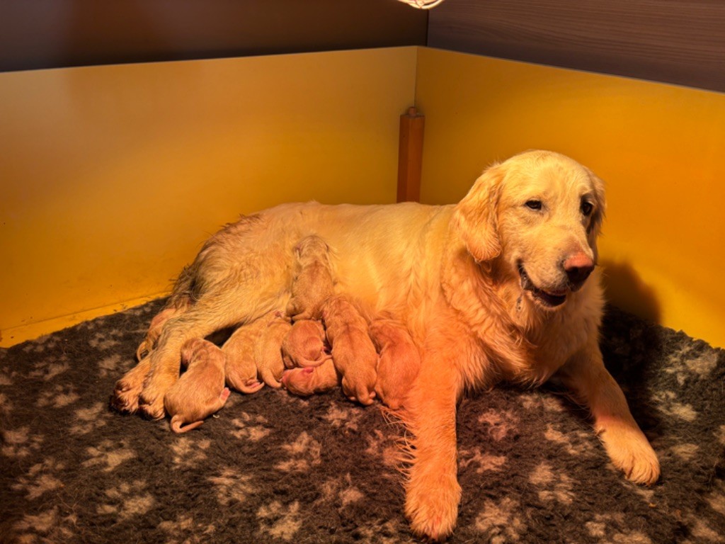 Naissance chiots