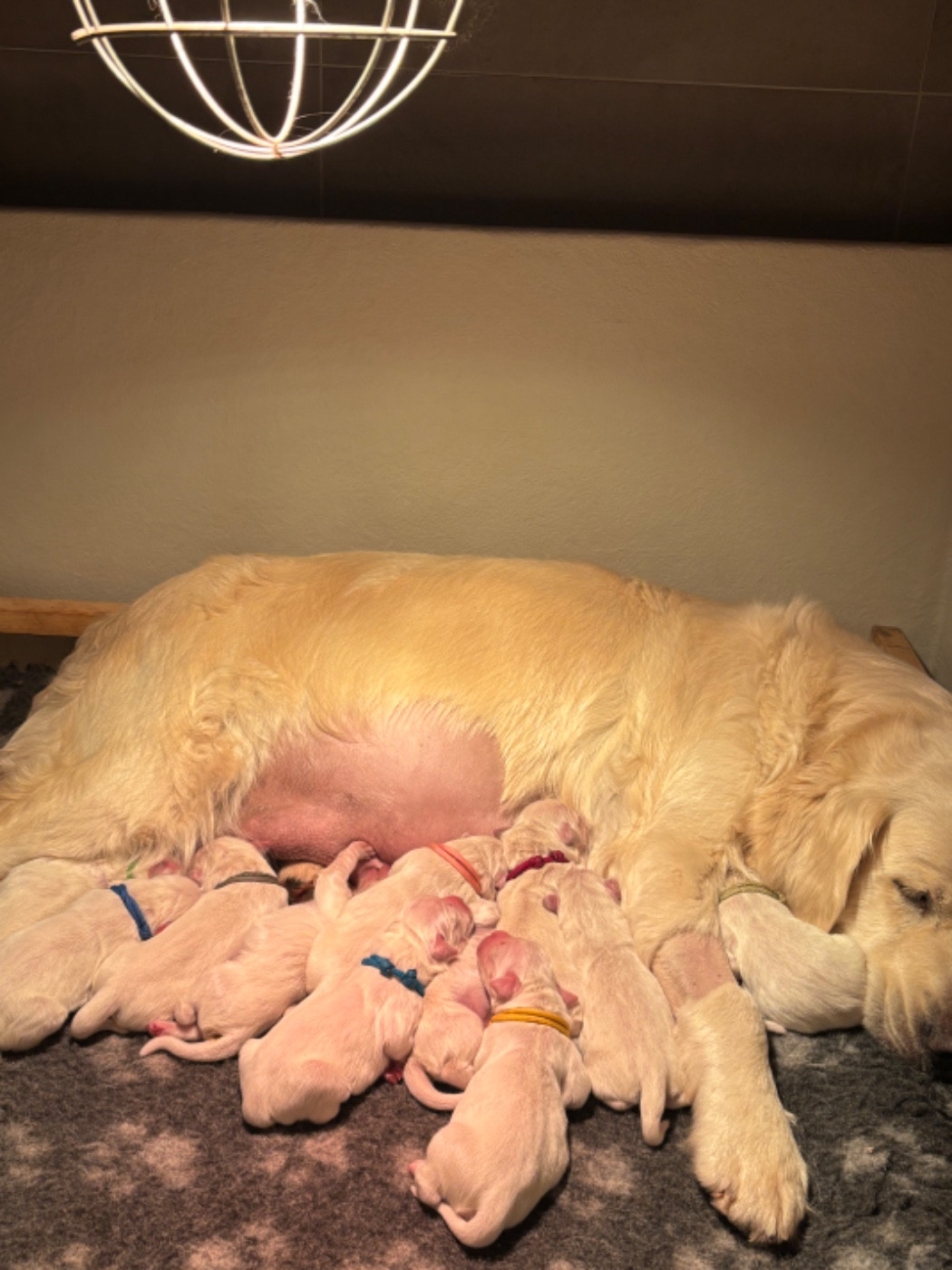 Chiot Golden Retriever Du Domaine Du Goldheur
