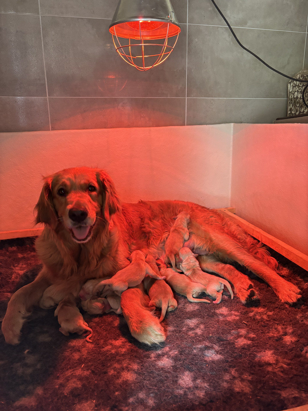 Chiot Golden Retriever Du Domaine Du Goldheur
