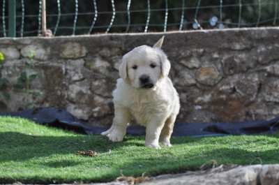 Bloom