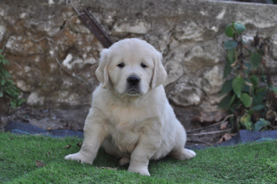 Buddy
