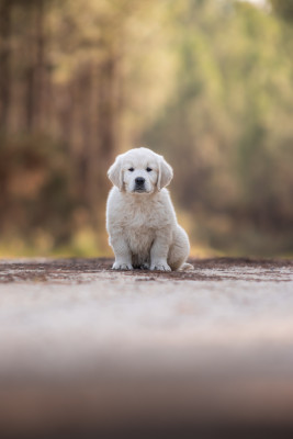 Buddy