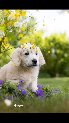 CHIOT