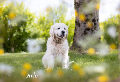 CHIOT