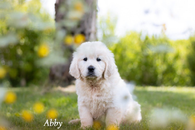 CHIOT