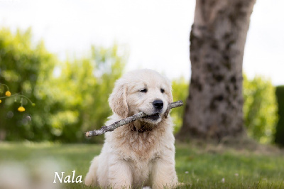 CHIOT