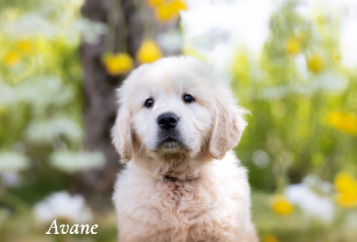 CHIOT
