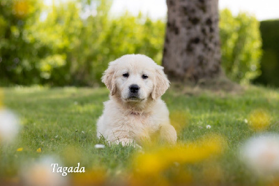 CHIOT