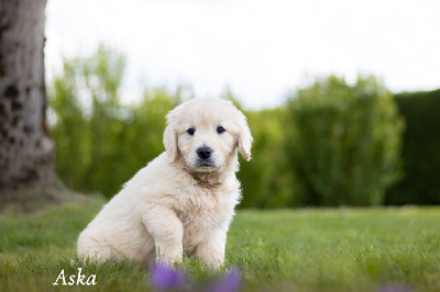 CHIOT