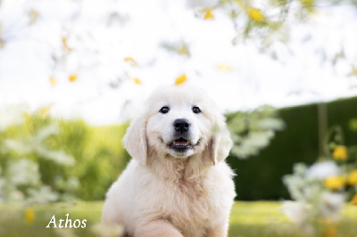CHIOT
