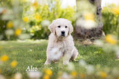 CHIOT