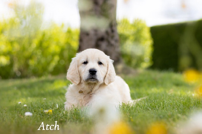 CHIOT